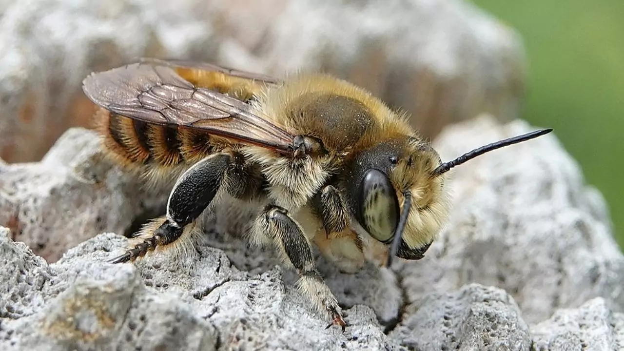 Bee Identification Guide: 31 Most Common Bees In Our Gardens 28 Coast leafcutter bee – Megachile maritima