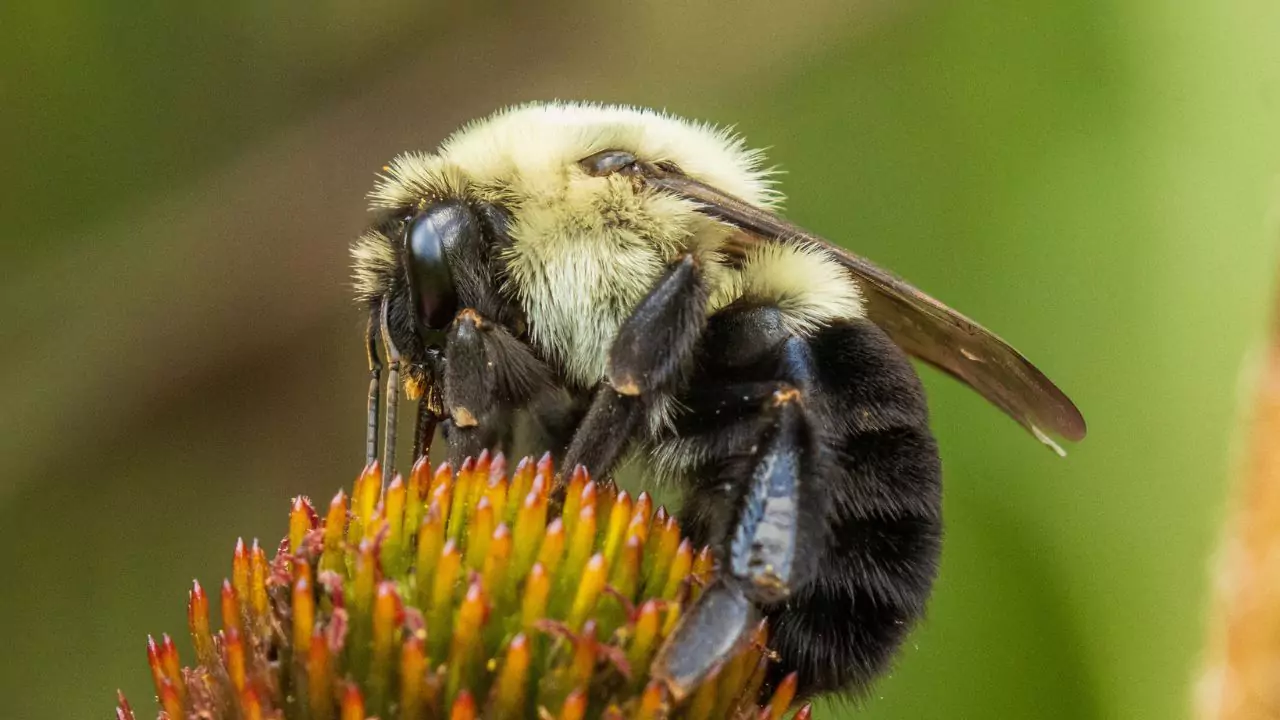 Bee Identification Guide: 31 Most Common Bees In Our Gardens 13 Common eastern bumblebee – Bombus impatiens