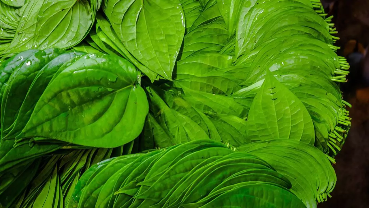 Grower’s Guide for Betel Leaf 2 Common uses betel leaves