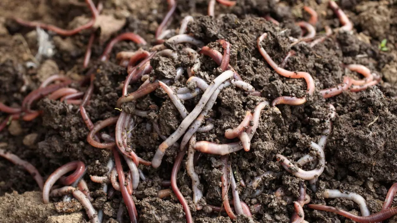Can I Put Compost Worms in My Garden