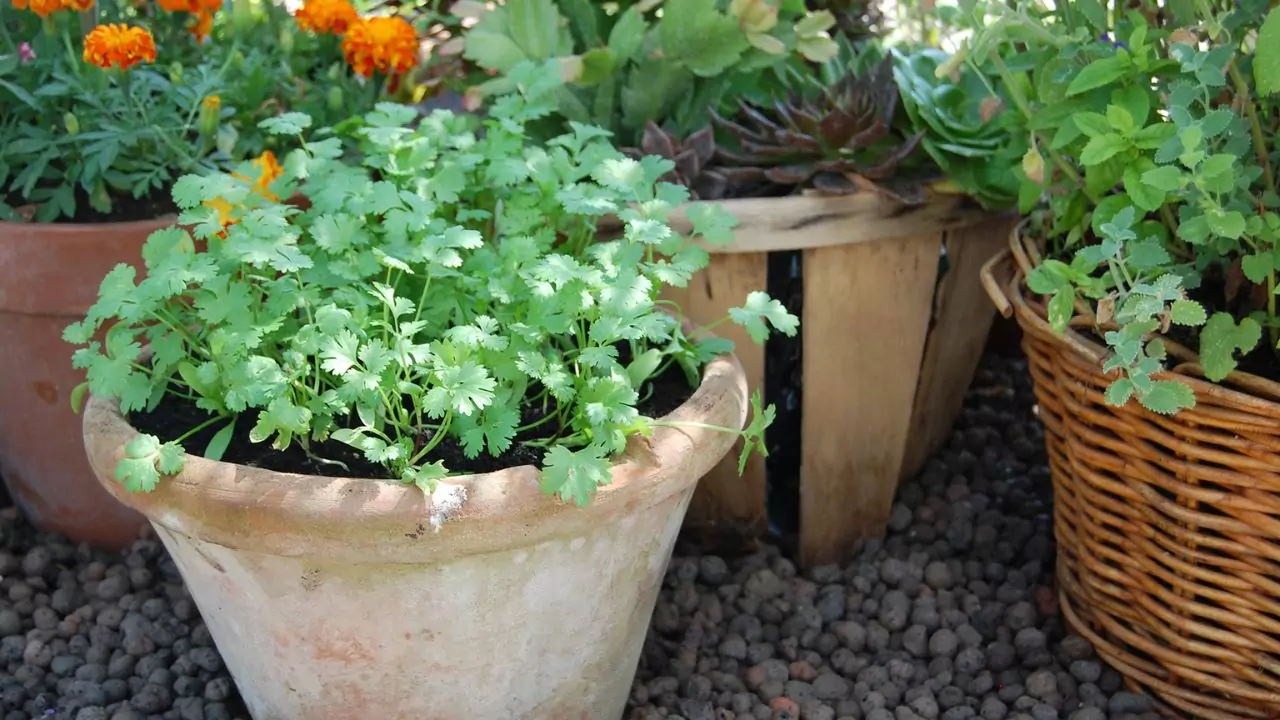 Does Coriander Need a lot Of Water? 3 Coriander plant