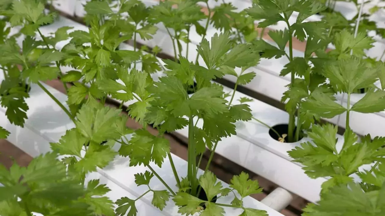Does Coriander Need a lot Of Water? 2 Coriander watering hydroponic