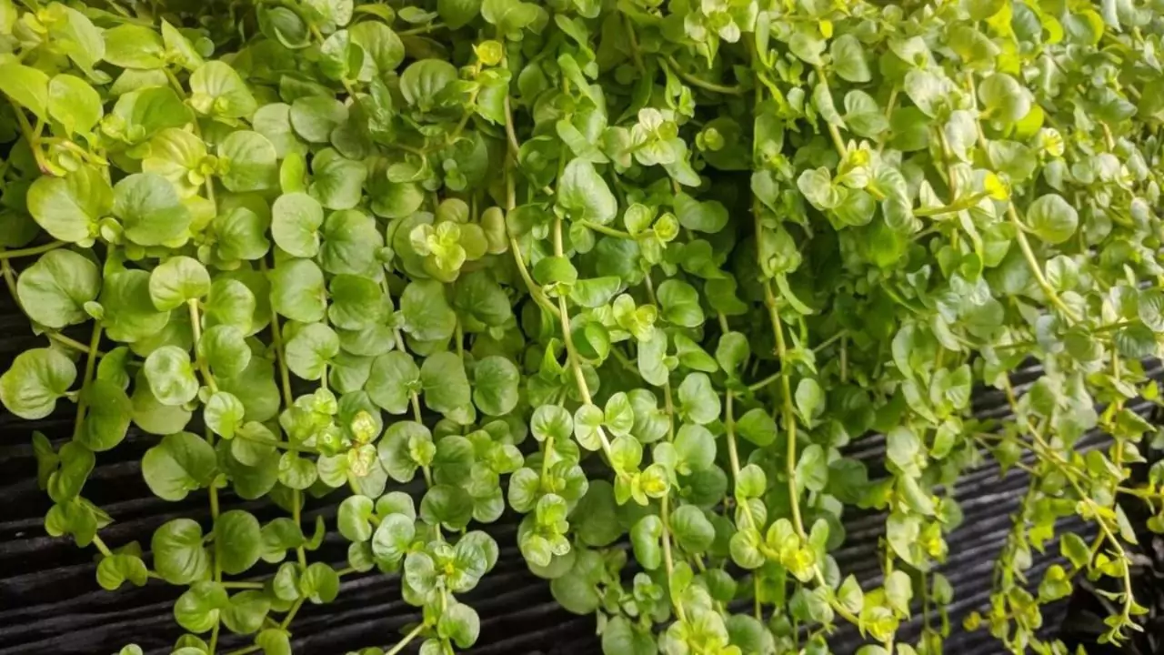 Top 7 Reasons Your Pond Plants Are Dying 9 Creeping Jenny