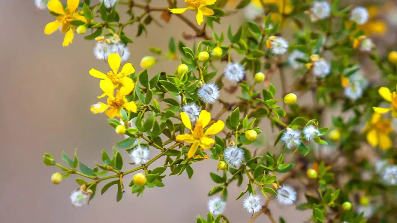 Creosote Bush