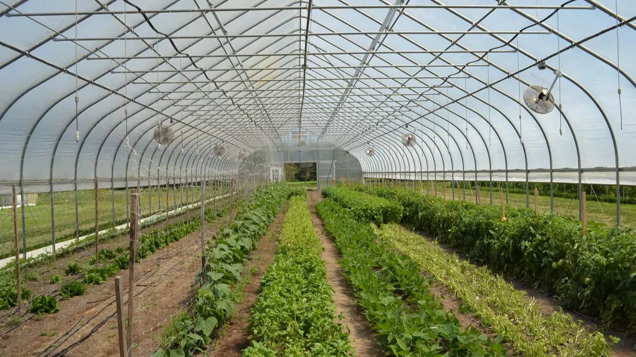 What To Grow In Greenhouse In Winter 3 Crops in winter greenhouses