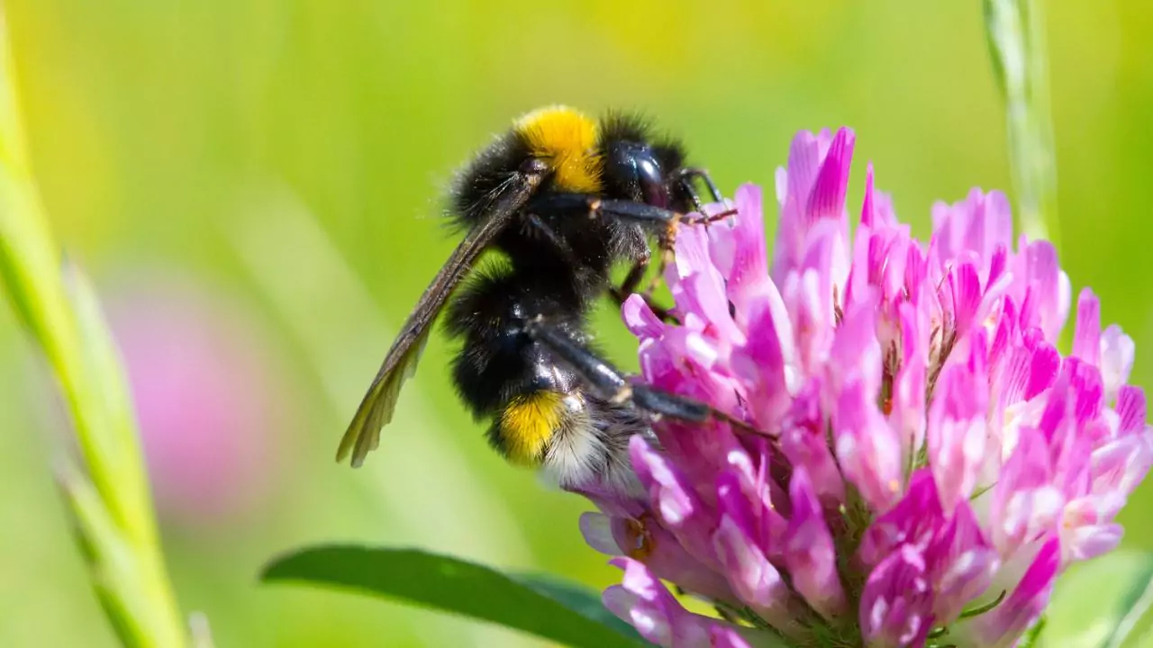 Bee Identification Guide: 31 Most Common Bees In Our Gardens 14 Cuckoo bumblebee – Bombus vestalis