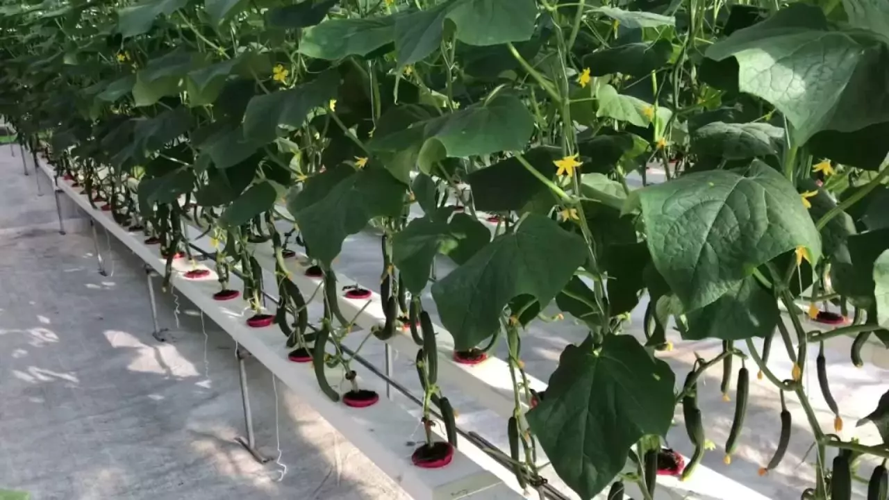 Cucumber In Hydroponics for Profit
