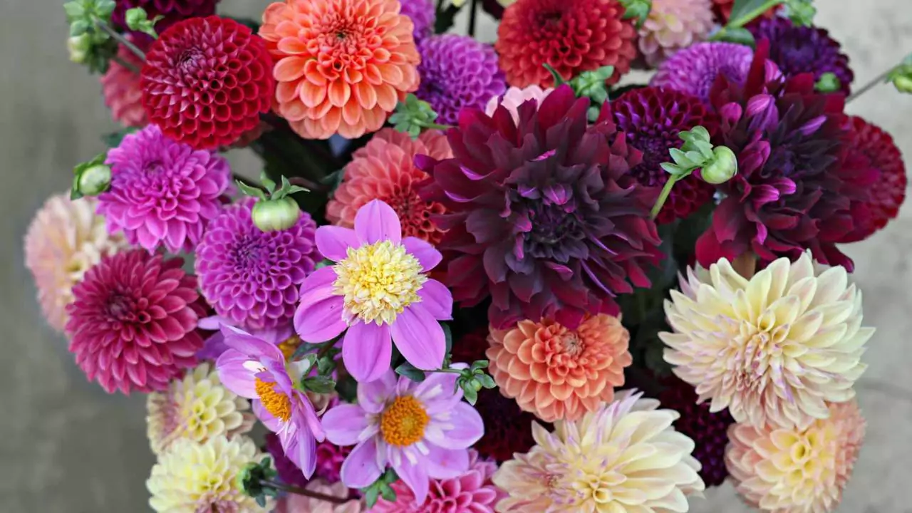 Can You Leave Dahlias In The Ground Over Winter? 2 Dahlia 1