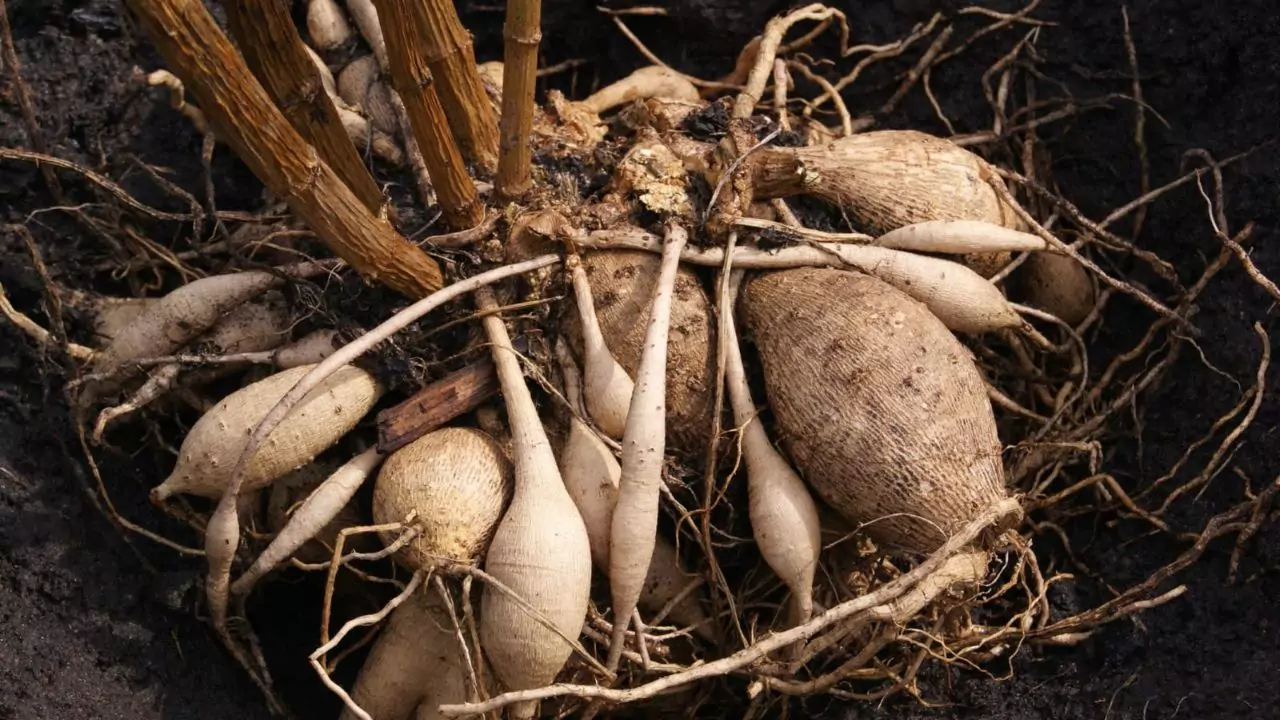 Can You Leave Dahlias In The Ground Over Winter? 1 Dahlias In The Ground Over Winter