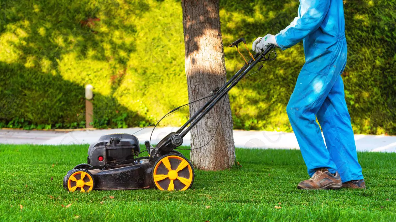 Damage By a Mower