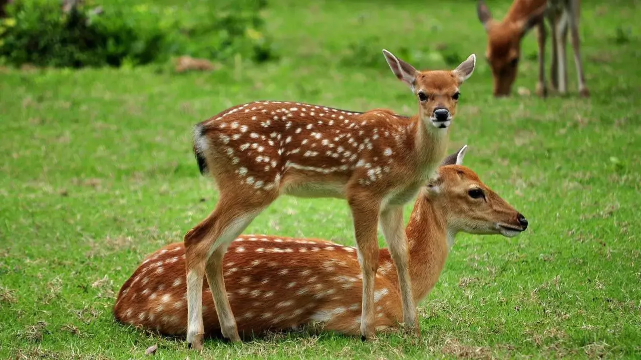 What is Attacking My Bird Feeder at Night? 6 Deer