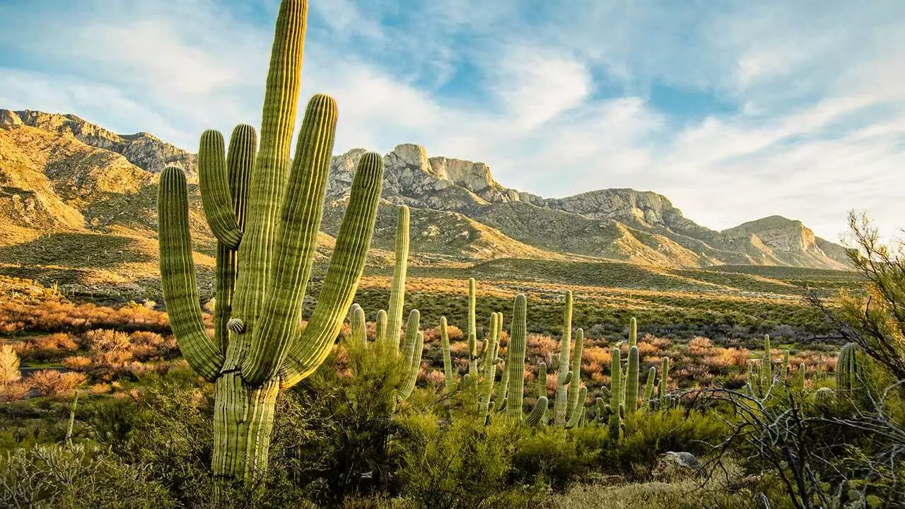 Desert Plants