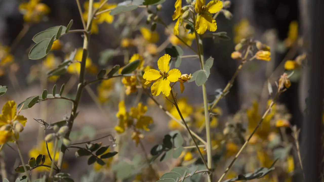 Desert Senna