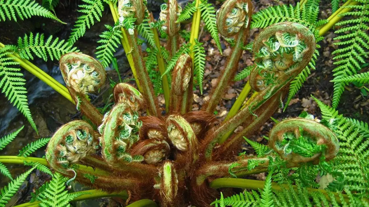 Growing Dicksonia Antarctica in Pots 2 Dicksonia Antarctica