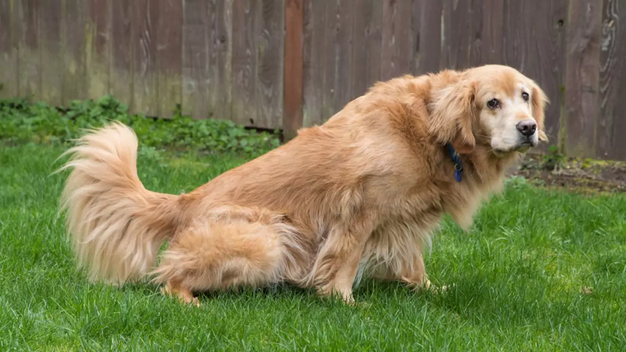 Dog Urine