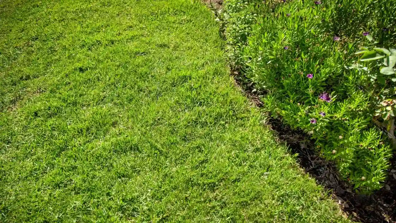 Dry St Augustine grass