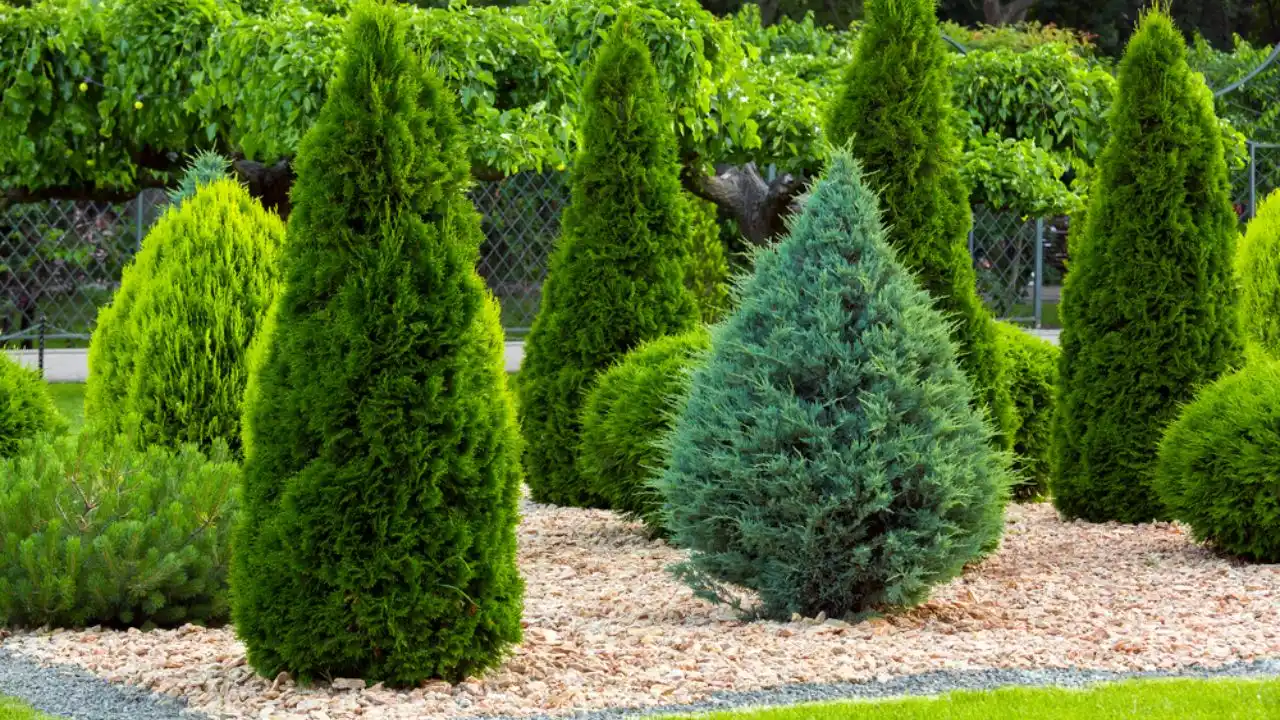 Dwarf Arborvitae