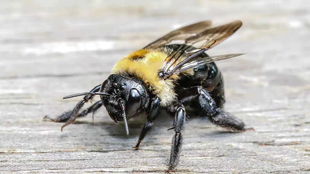 Bee Identification Guide: 31 Most Common Bees In Our Gardens 23 Eastern carpenter bee – Xylocopa virginica