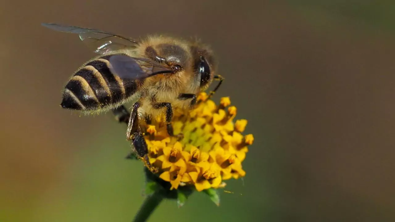 Bee Identification Guide: 31 Most Common Bees In Our Gardens 5 Eastern honey bee – Apis cerana
