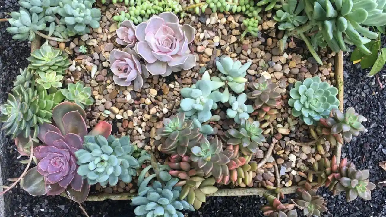 Are Succulents Good House Plants? 4 Echeveria Amoena
