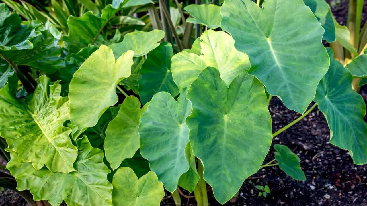 Top 7 Reasons Your Pond Plants Are Dying 4 Elephant Ear 1