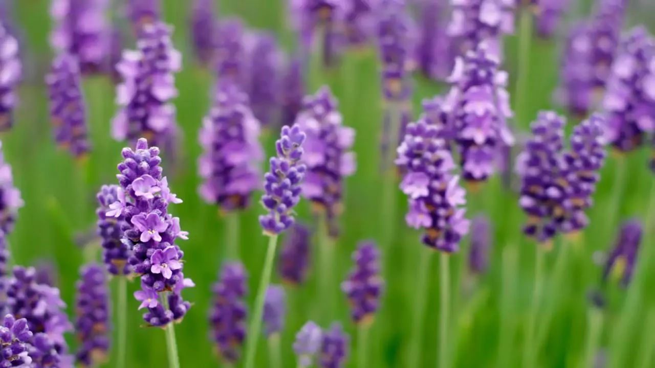 Lavender In Winter Guide (What To Expect) 4 English lavender