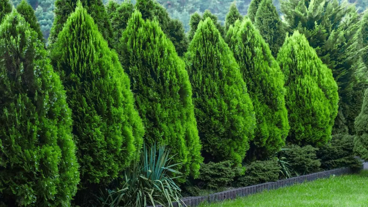 Evergreen trees