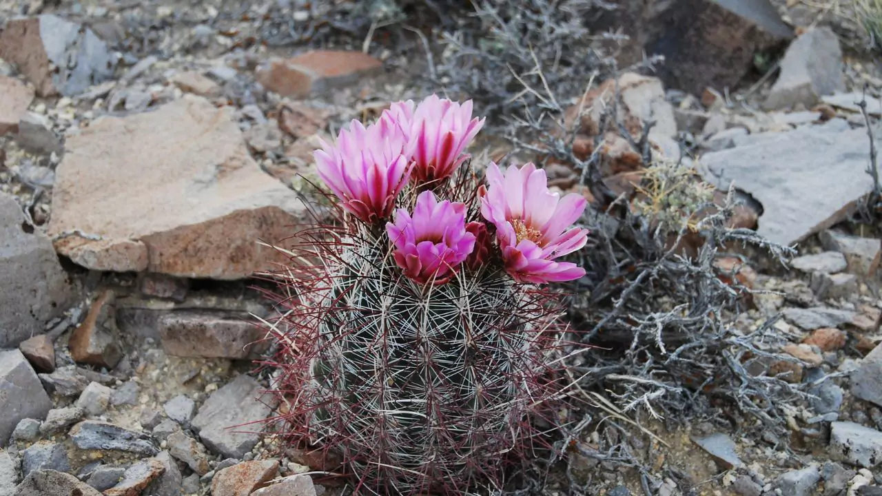 Fishhook Cactus