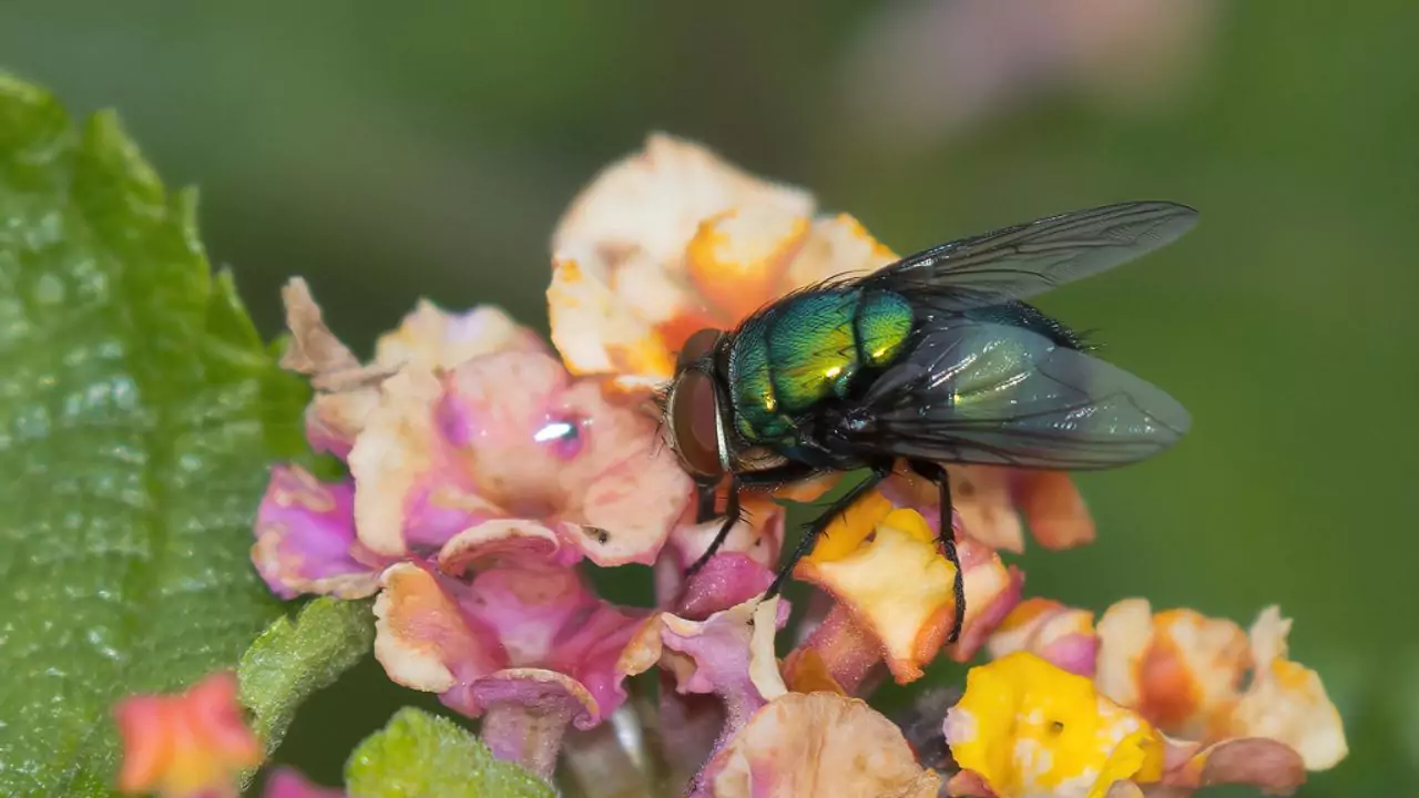 Do Organic Fertilizers Attract Flies