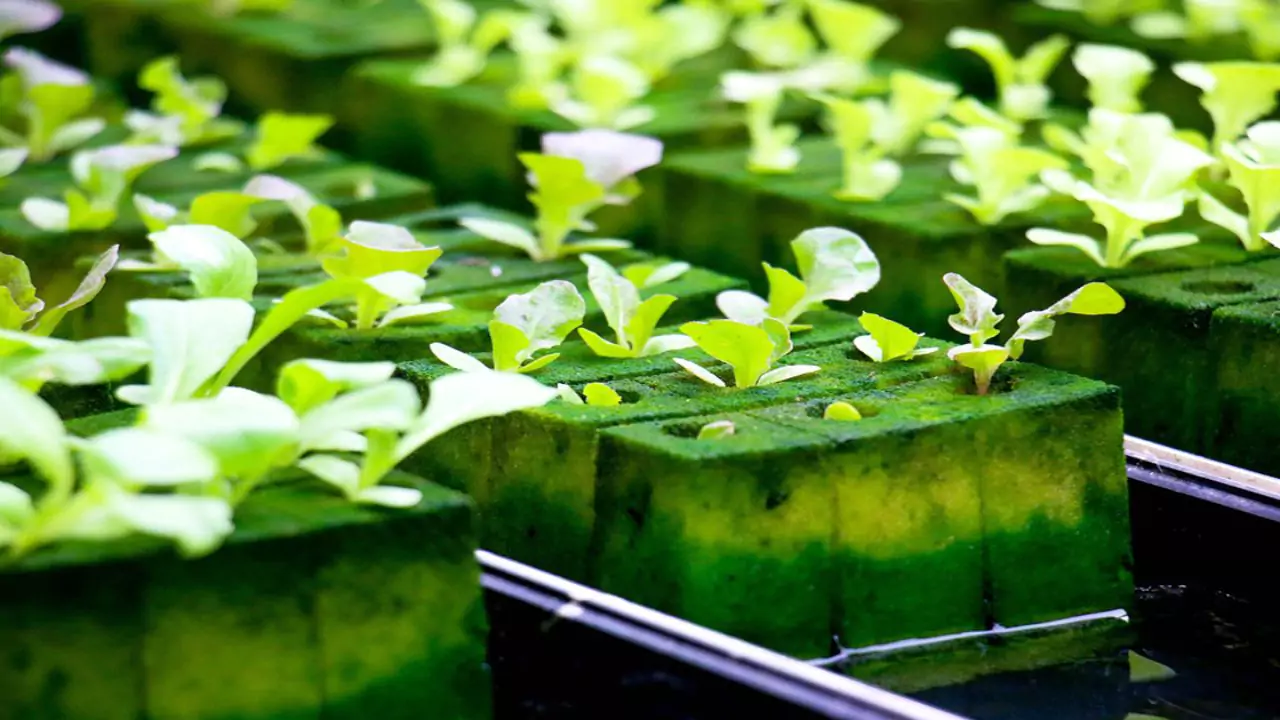 Can I Use an Aquarium for Aquaponics? 1 Floating styrofoam method