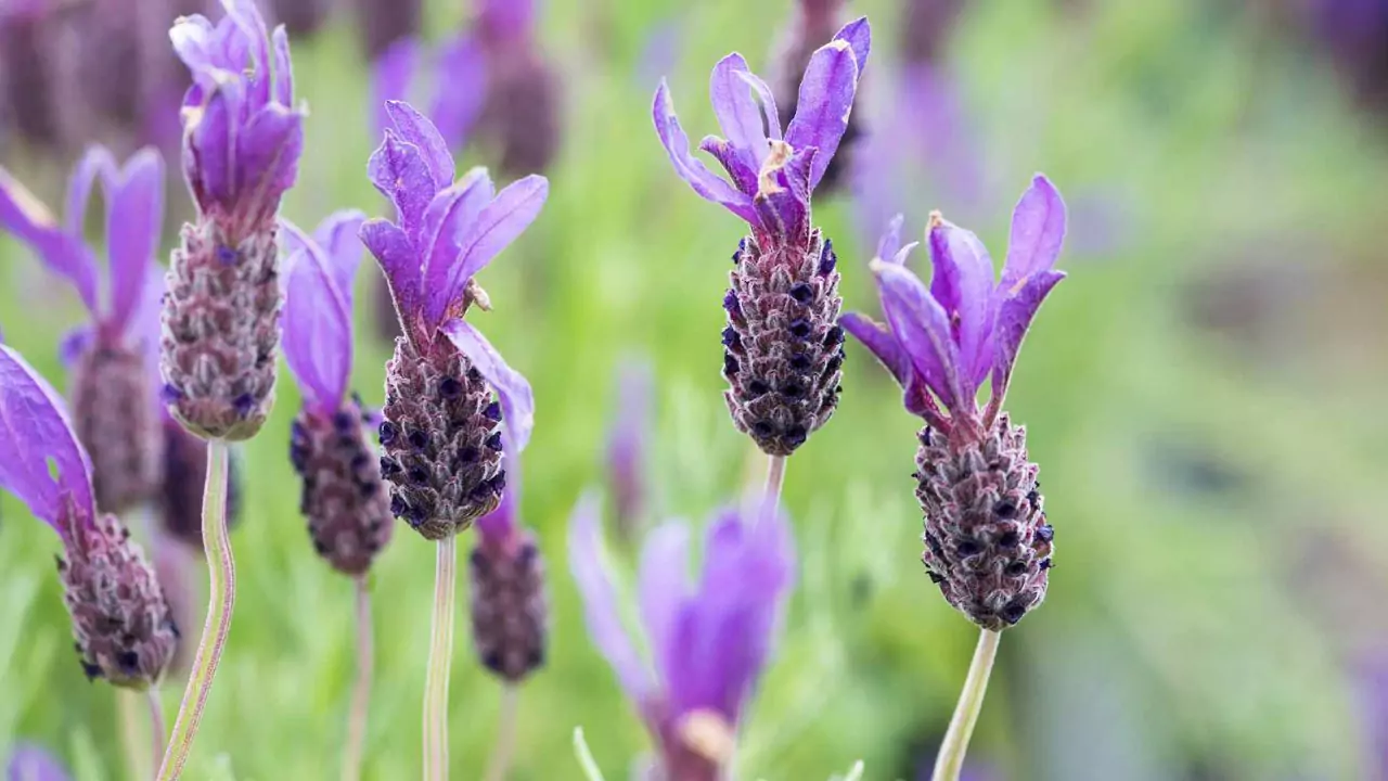 Lavender In Winter Guide (What To Expect) 1 French lavender