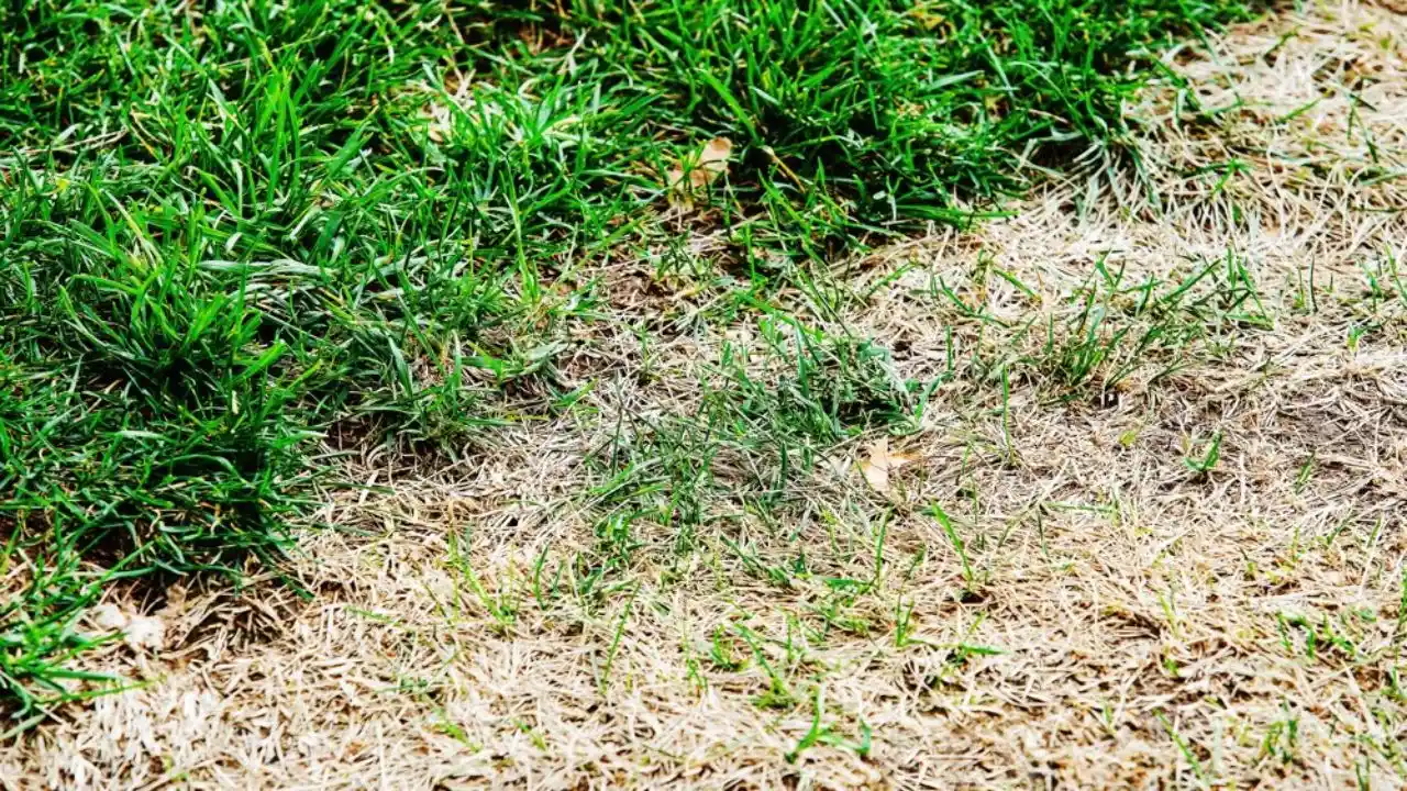 Fungal disease St Augustine lawn problems