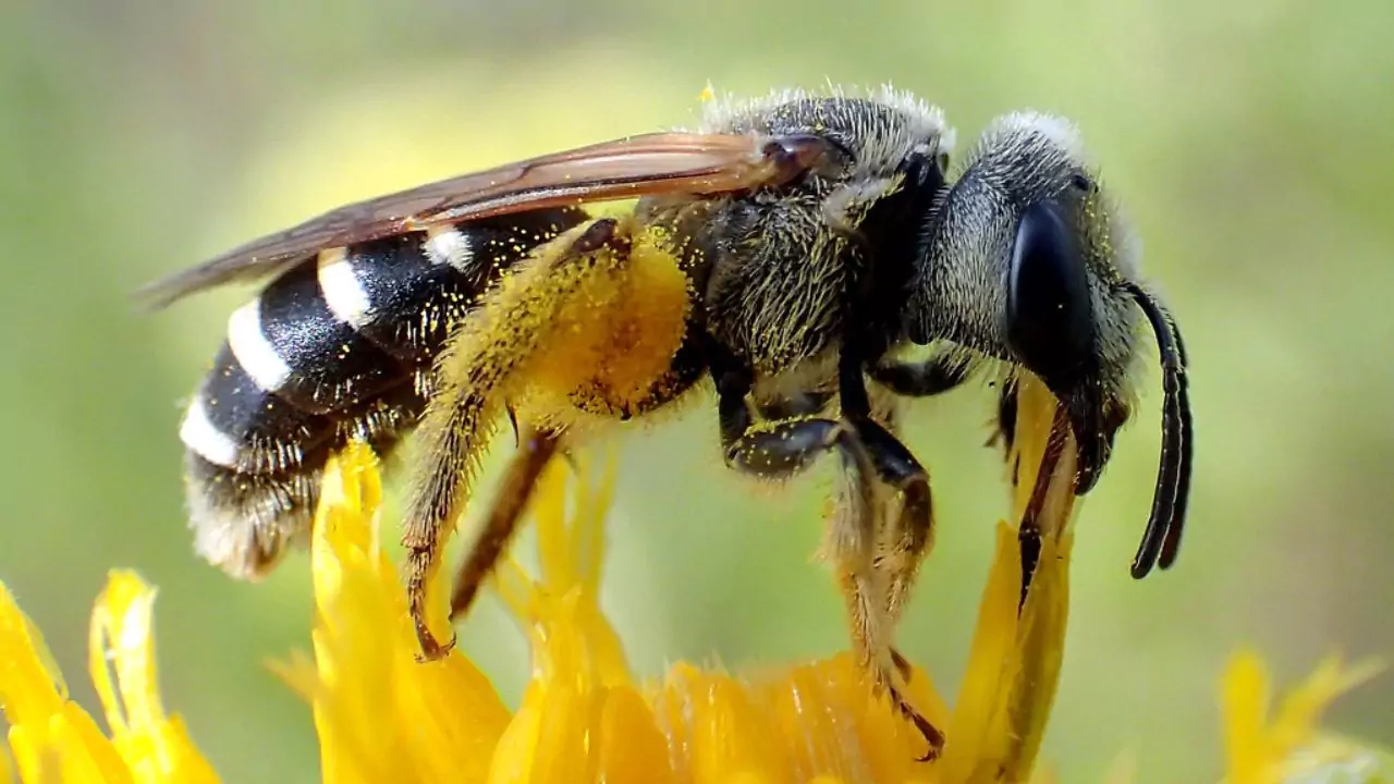 Bee Identification Guide: 31 Most Common Bees In Our Gardens 30 Furrow bee Halictus