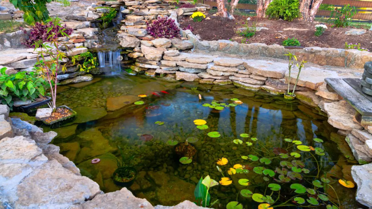 Top 7 Reasons Your Pond Plants Are Dying 10 Garden pond 2