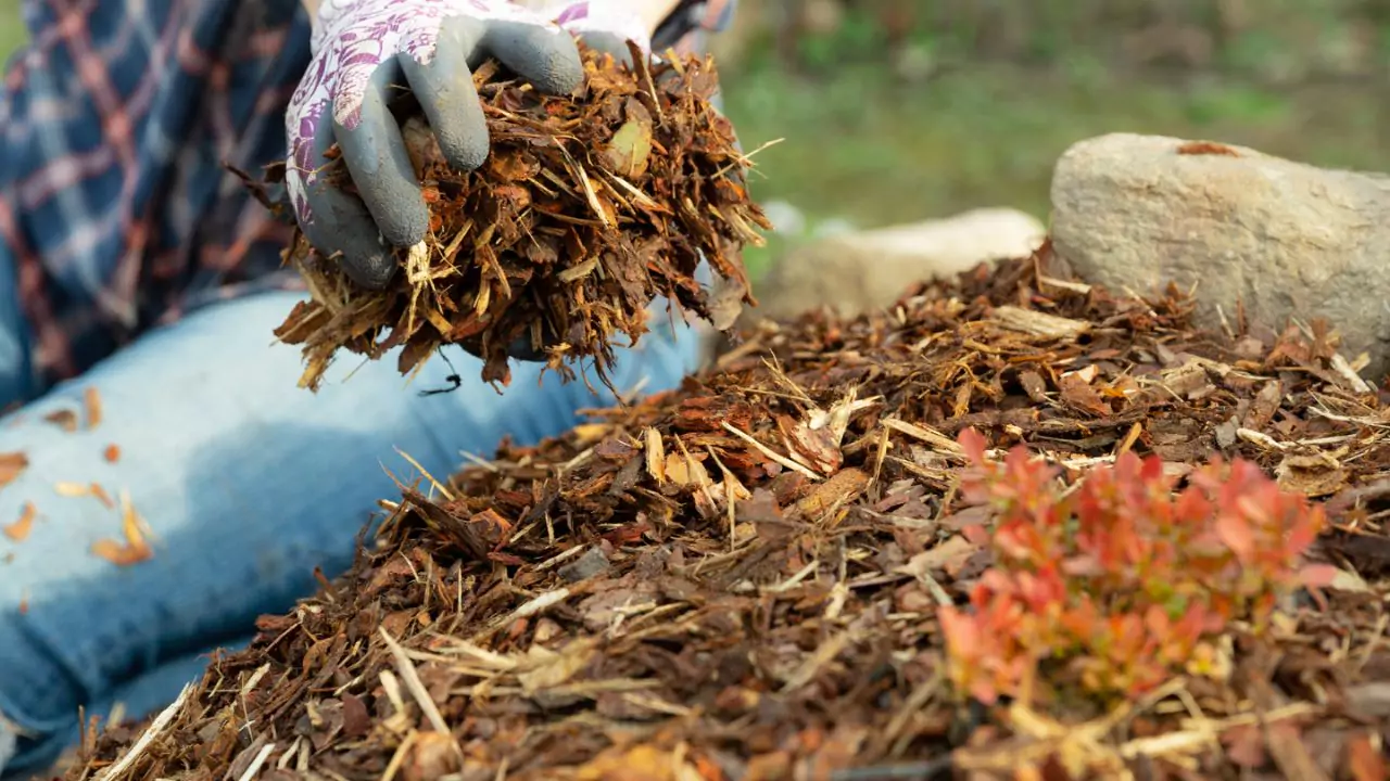 All You Need to Know About Cedar Mulch 1 Get Cedar mulch 1