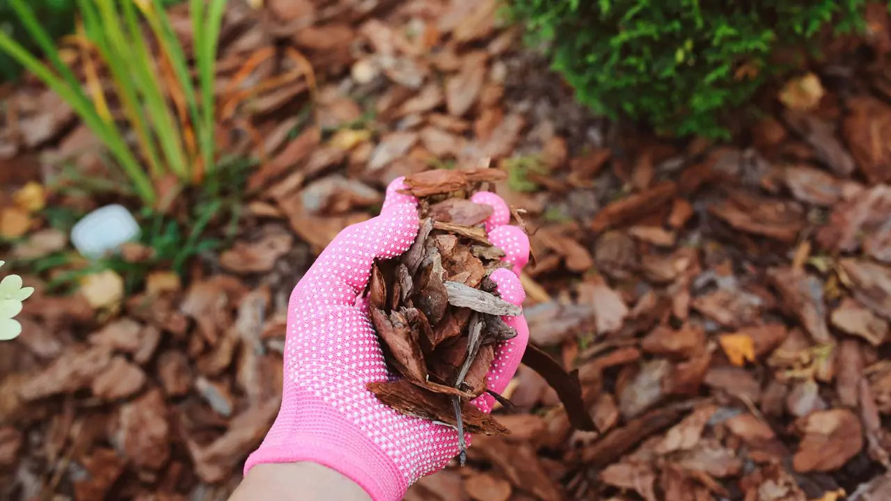 All You Need to Know About Cedar Mulch 2 Get Cedar mulch 2