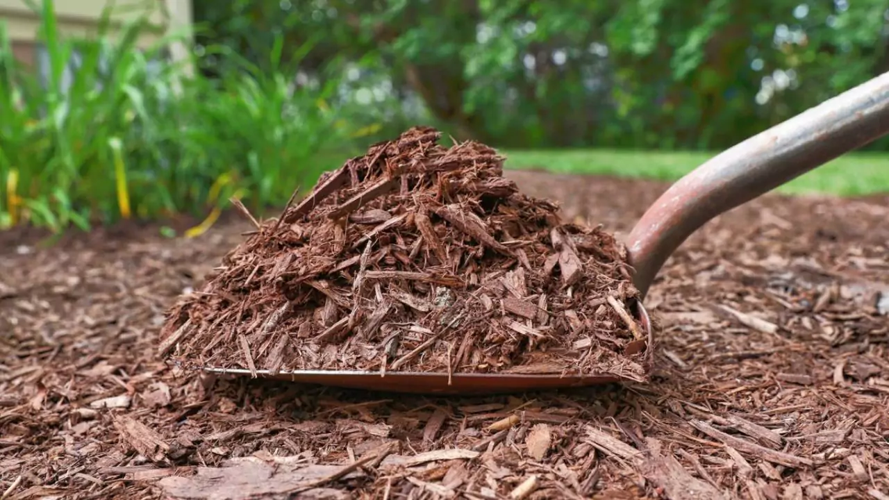 What Temperature Will Kill a Palm Tree 3 Get Cedar mulch 3