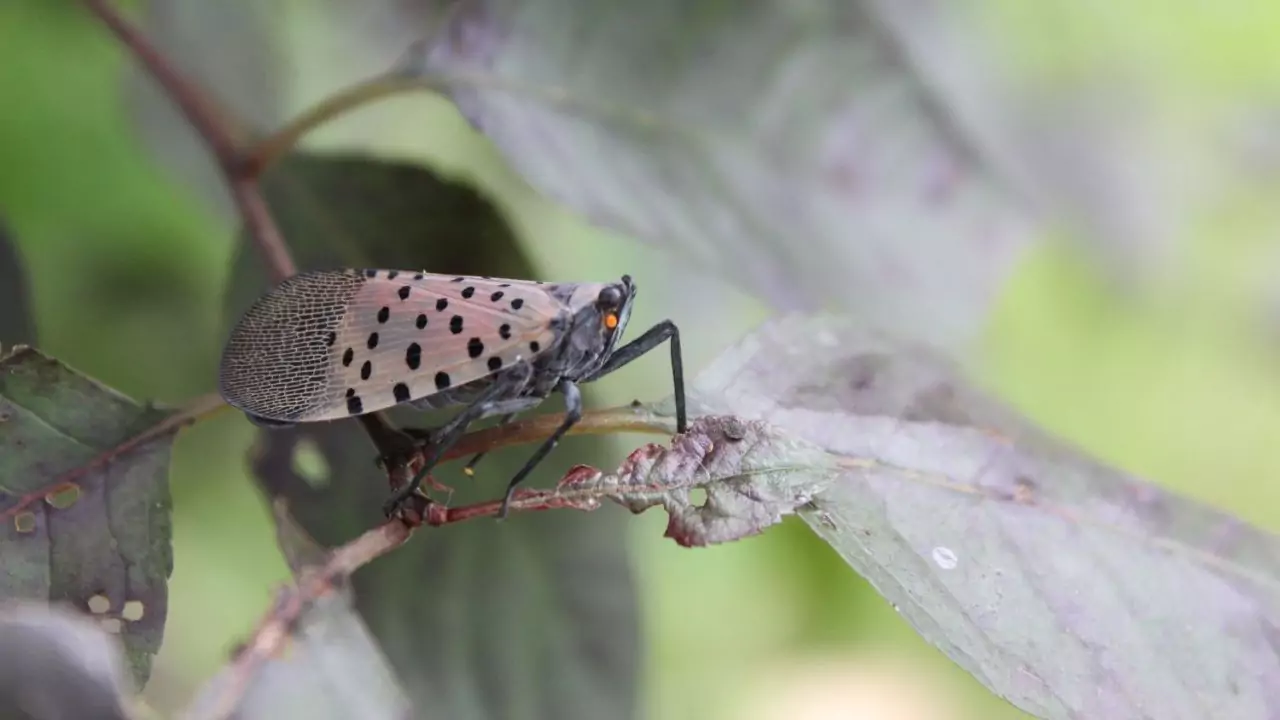 Why Are Spotted Lanternfly Bad? 2 Get Rid of Spotted Lanternflies