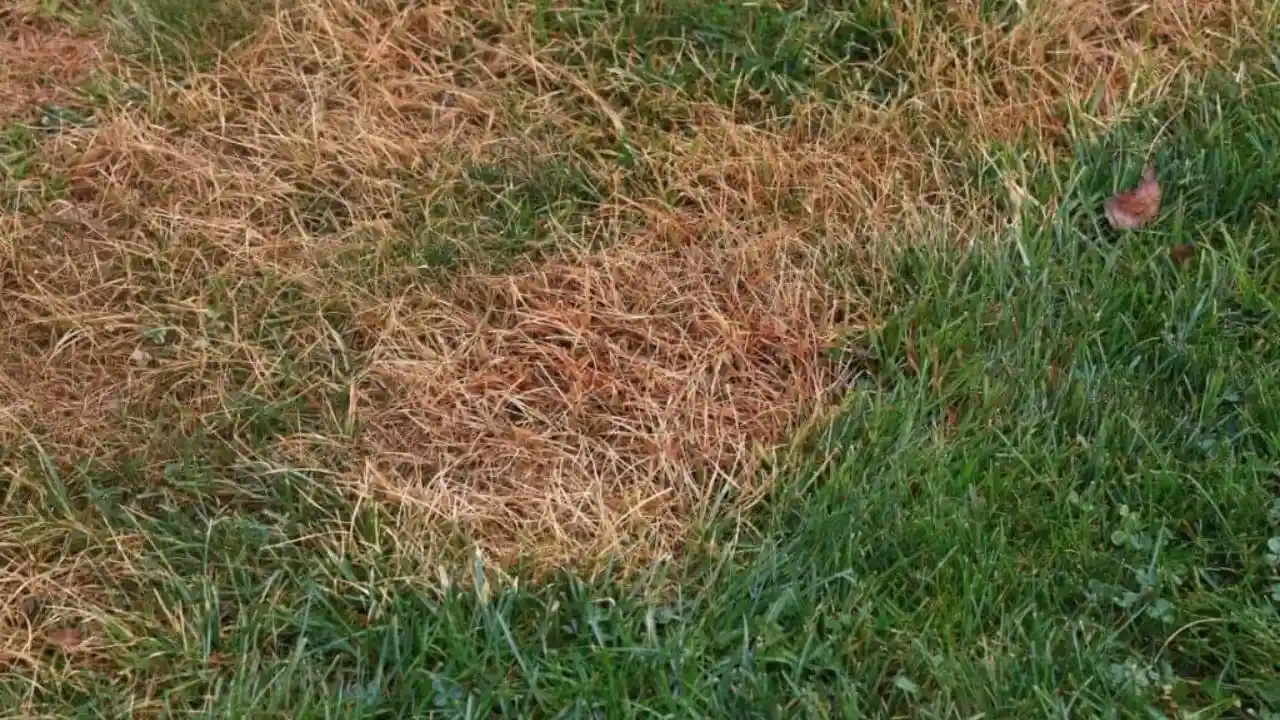 11 Lawn Grub Facts (#7 Shocked Me) 11 Get rid of lawn grubs