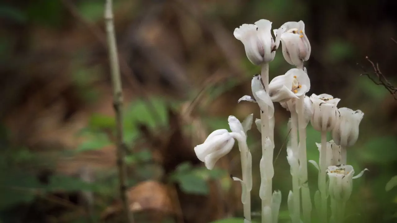 Ghost Flower