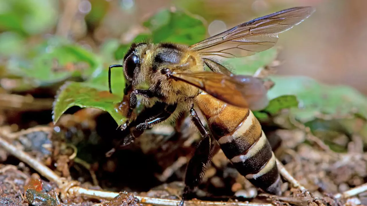 Bee Identification Guide: 31 Most Common Bees In Our Gardens 6 Giant honey bee – Apis dorsata