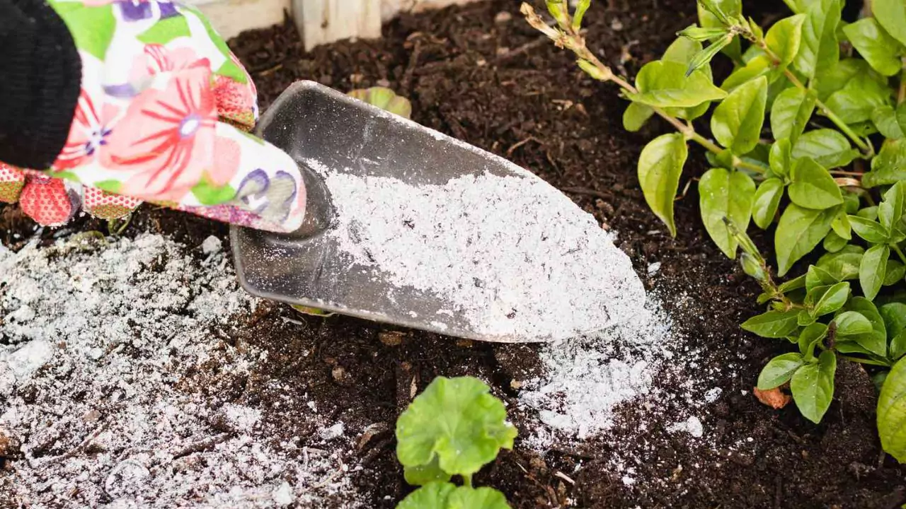 Is Charcoal Ash Good for Plants (How to Use Correctly) 1 Good for Plants