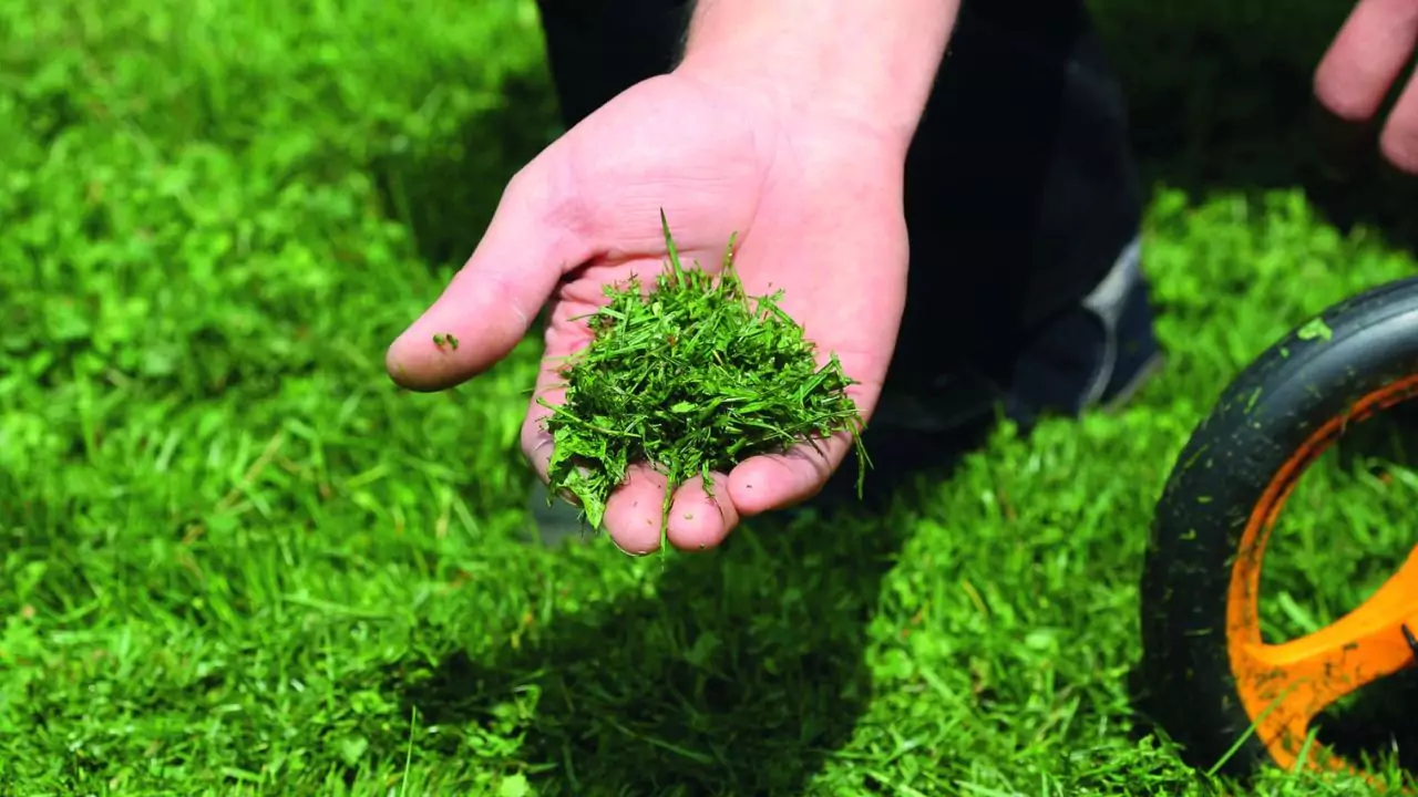 Grass clippings