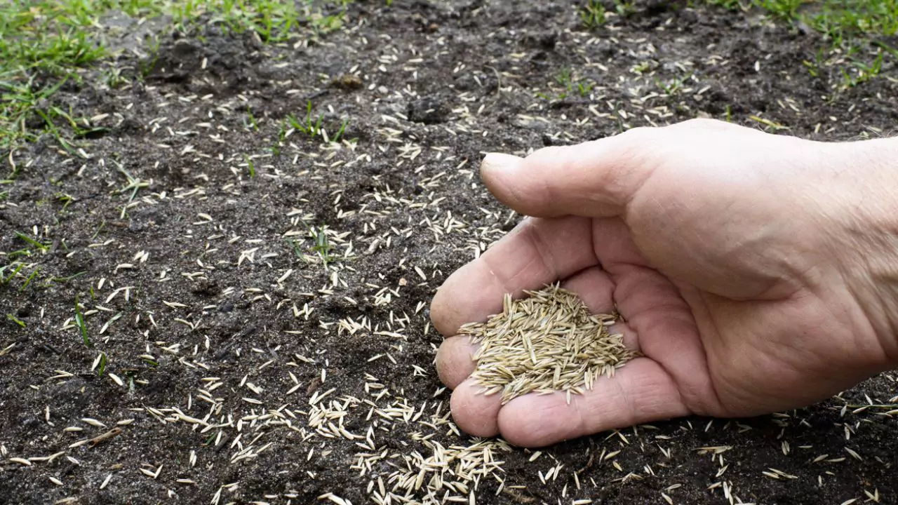 How Can I Tell If My Grass Seeds Have Died