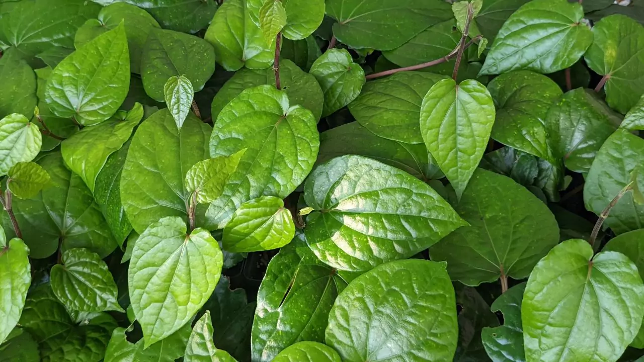 Grower’s Guide for Betel Leaf 3 Growing betel leaf from seed