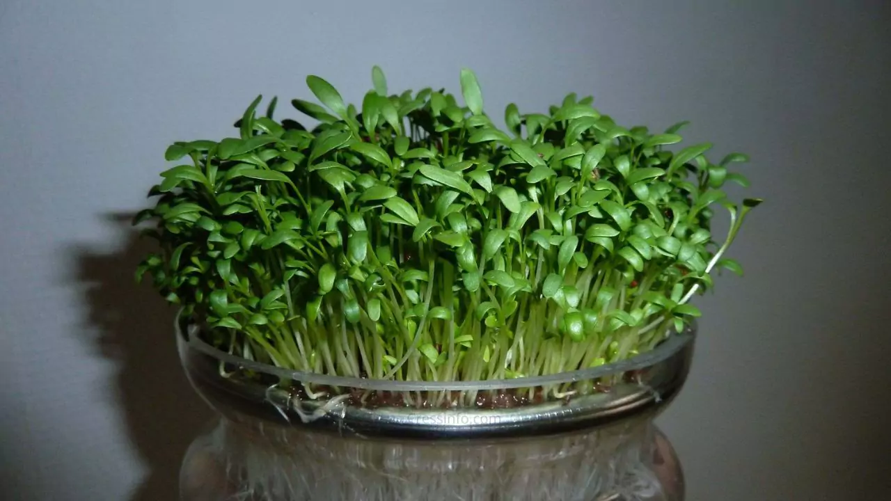 How To Grow Cress in Cotton Wool 3 Growing cress care 1