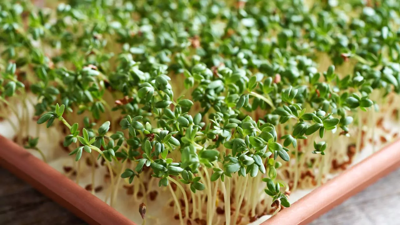 How To Grow Cress in Cotton Wool