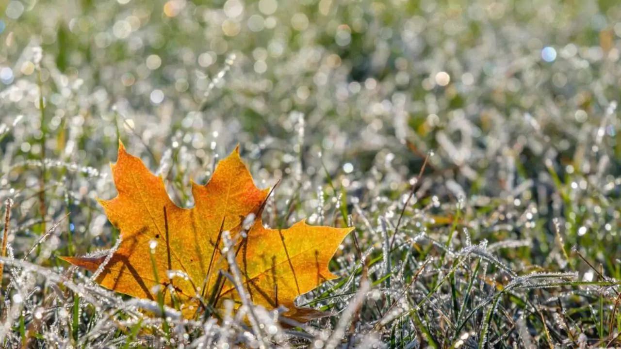 How Often to Mow Lawn in Winter? Winter Mowing Guide 2 Growing grass in winter 1