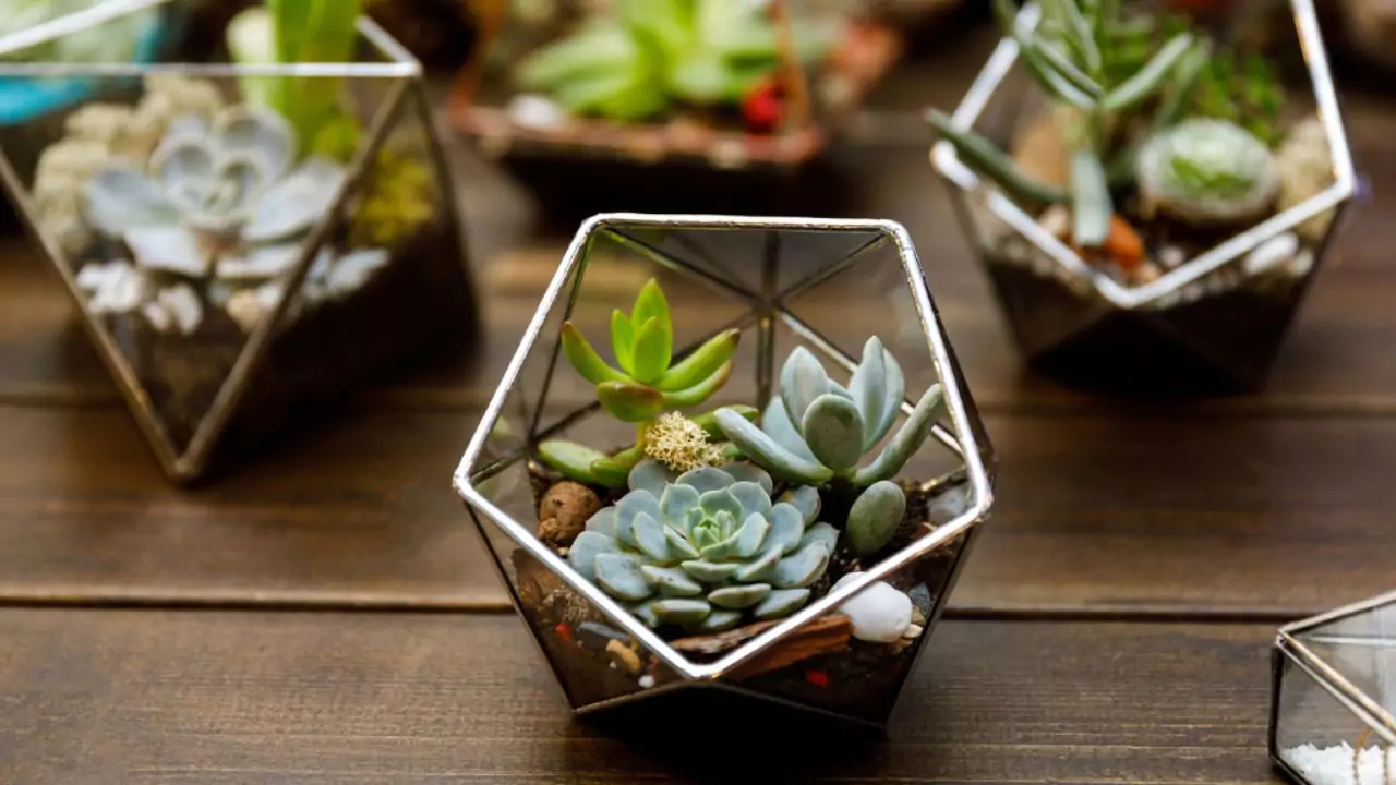 An Succulents Grow In Moss? 1 Growing succulents in moss cons