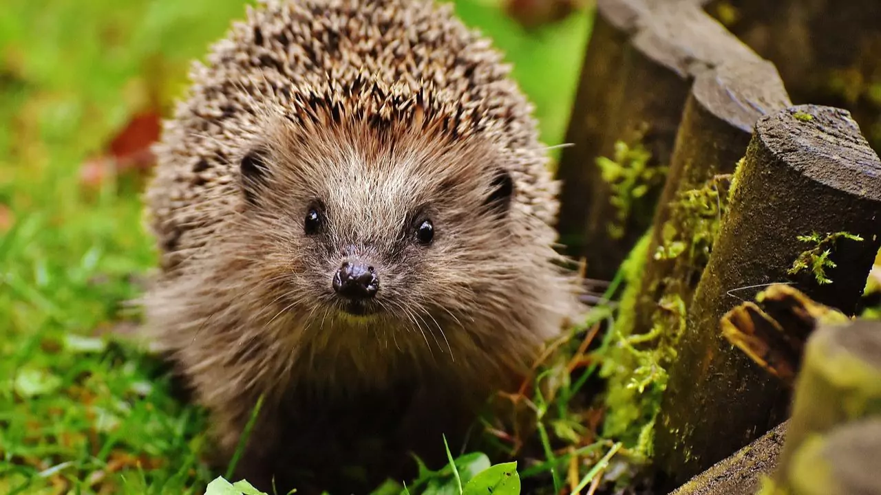 Are Robotic Mowers Safe For Children and Pets 4 Hedgehog wont ruin your garden